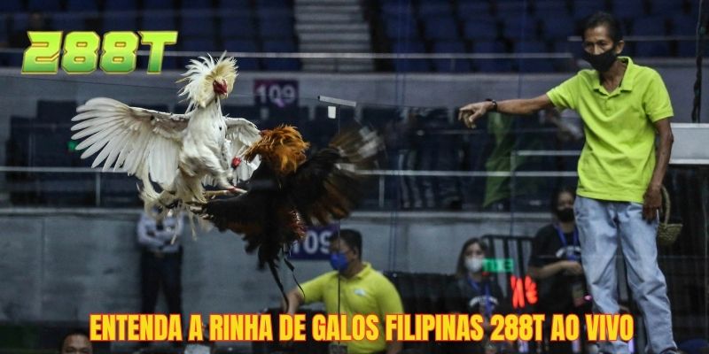 Entenda a rinha de galos filipinas 288T ao vivo