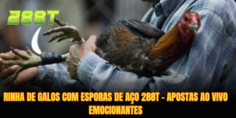 Rinha De Galos Com Esporas De Aço 288T Emocionantes