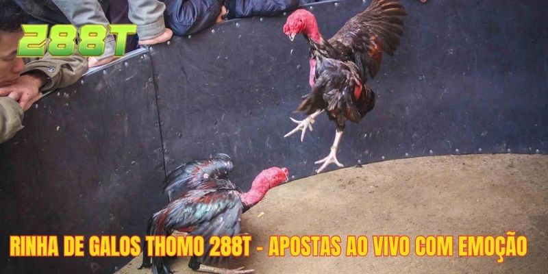 Rinha De Galos Thomo 288T - Apostas Ao Vivo Com Emoção